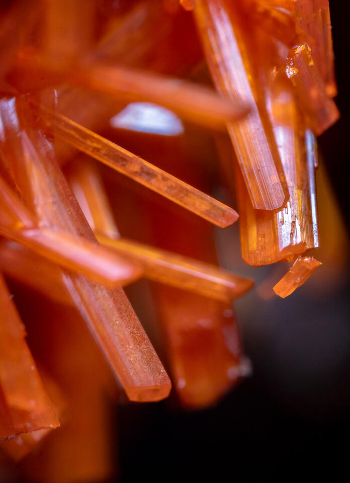 Macro view of crocoite crystal with elongated orange-red needles in clustered formation.