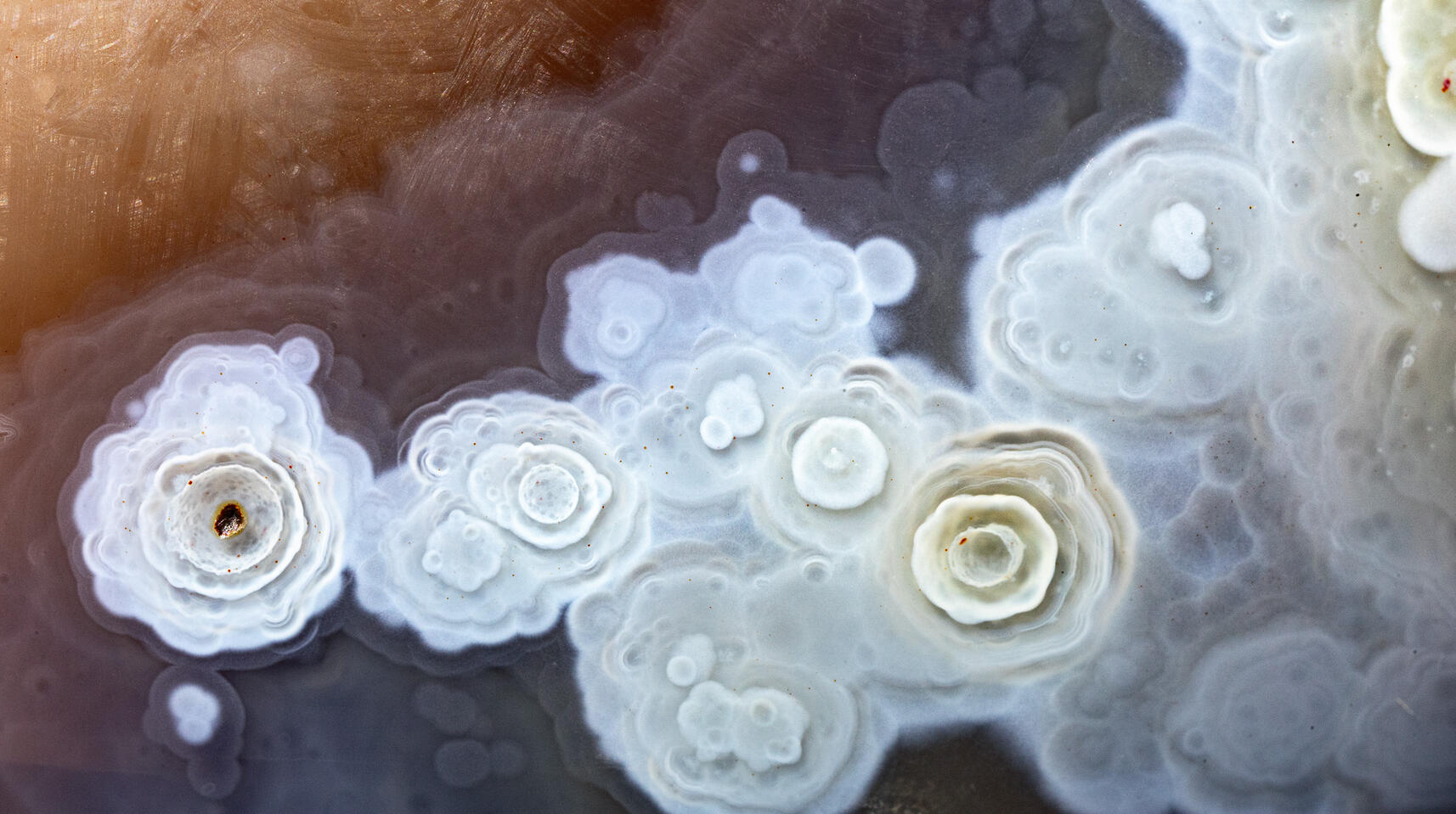 Close-up of agate showing delicate white flower-shaped patterns within a translucent stone.